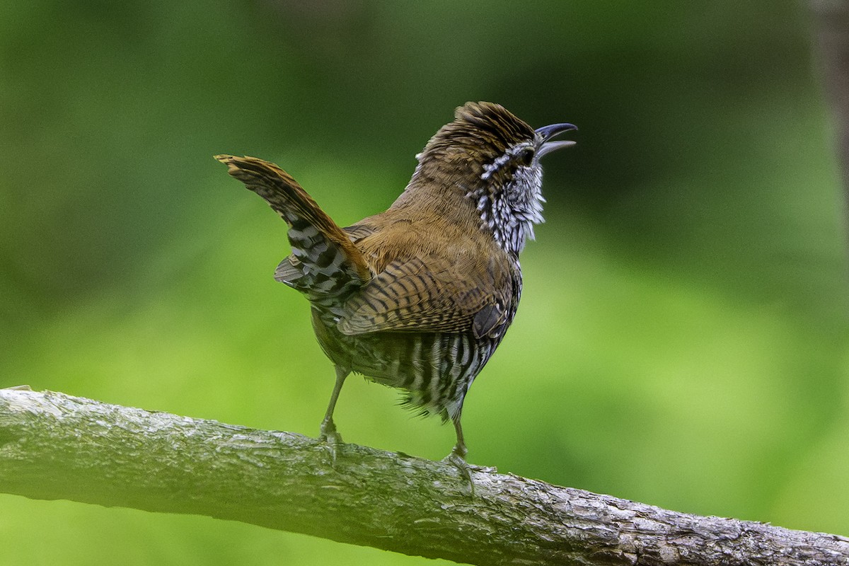 Banded Wren - ML645695018