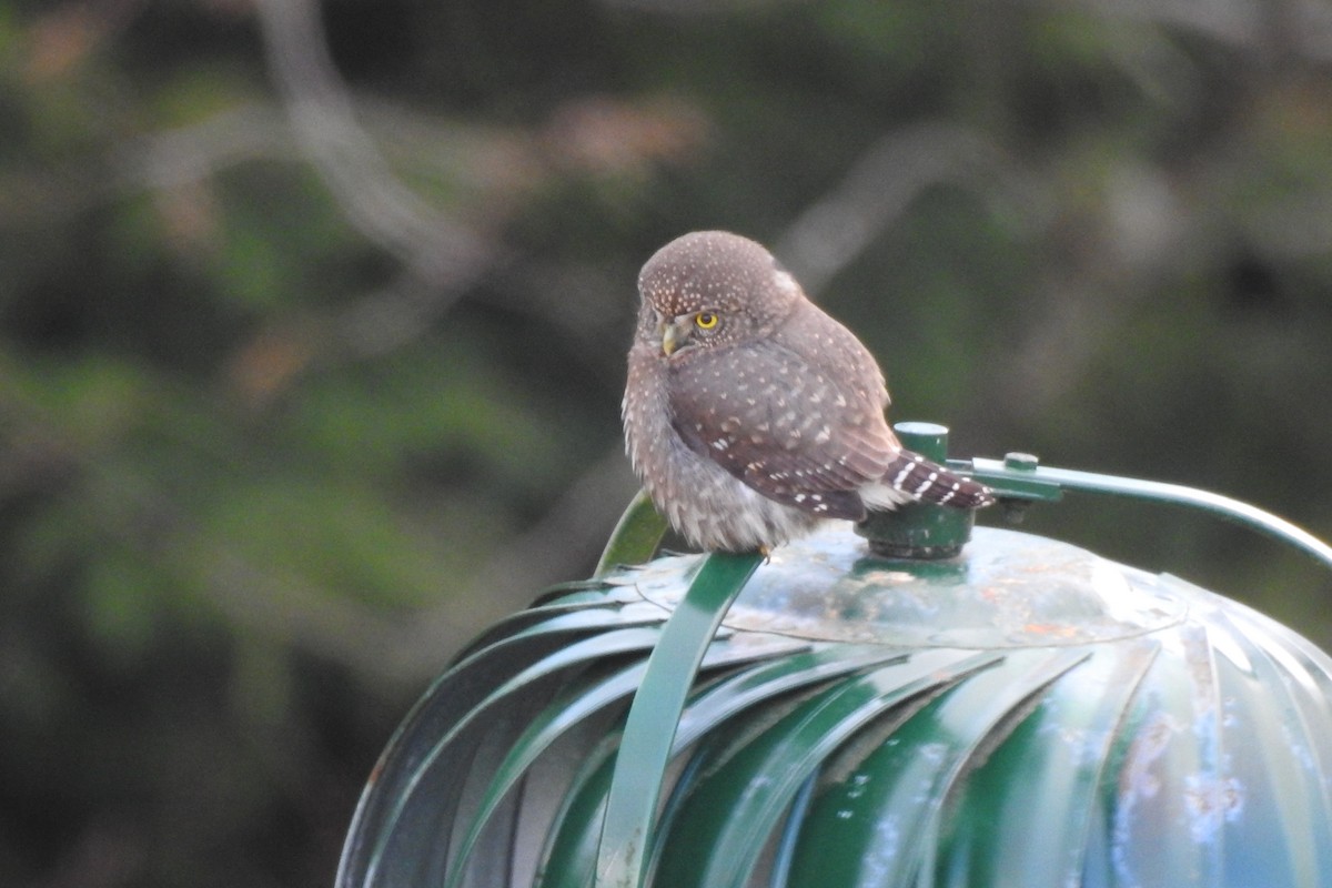 Northern Pygmy-Owl - ML645695027