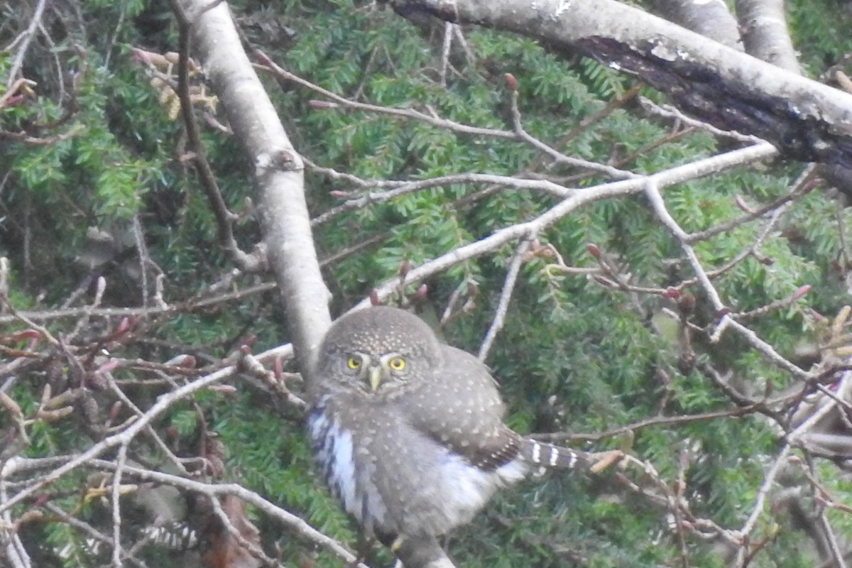 Northern Pygmy-Owl - ML645695028