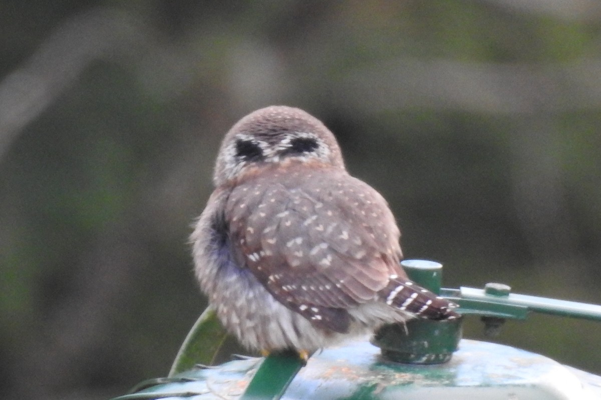 Northern Pygmy-Owl - ML645695029