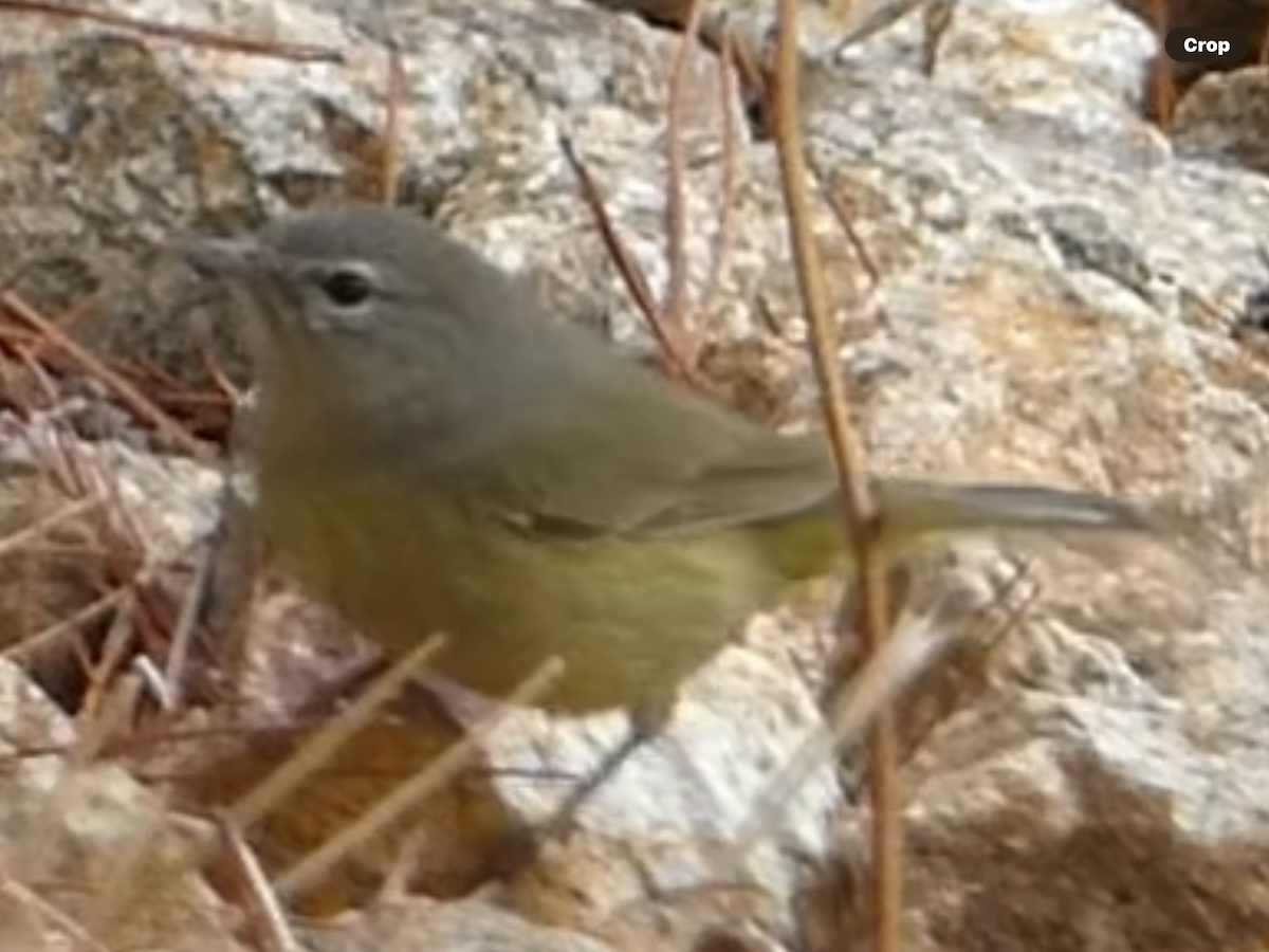 Orange-crowned Warbler (Gray-headed) - ML645695048