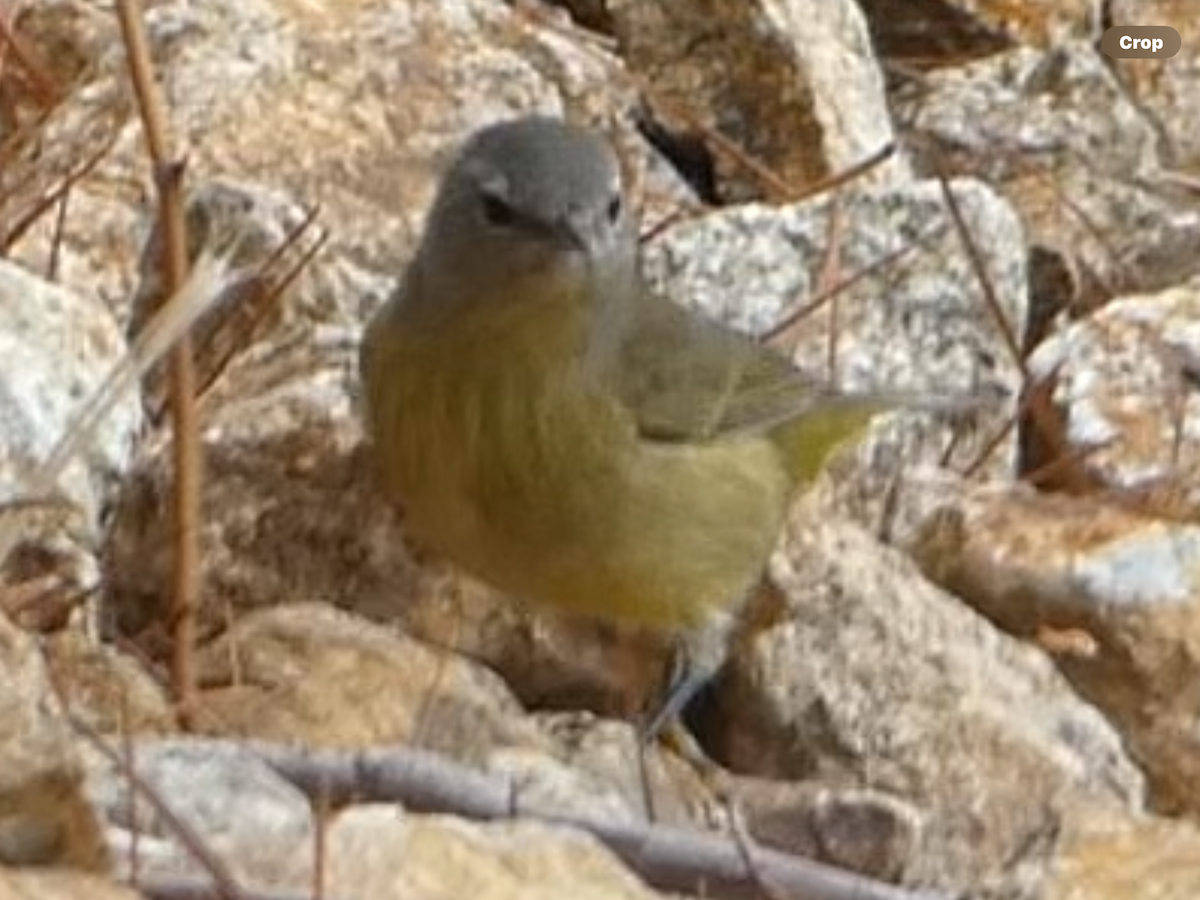 Orange-crowned Warbler (Gray-headed) - ML645695049