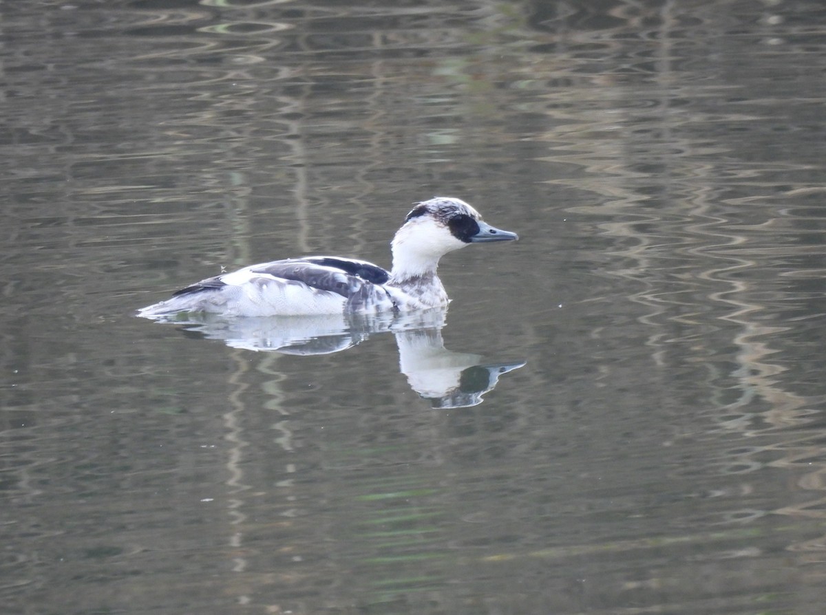 Smew - ML645695051
