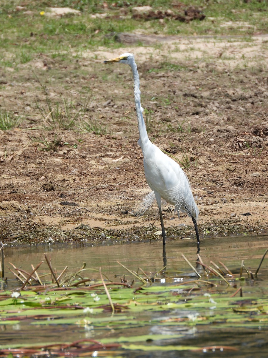 Garceta Grande - ML645695054