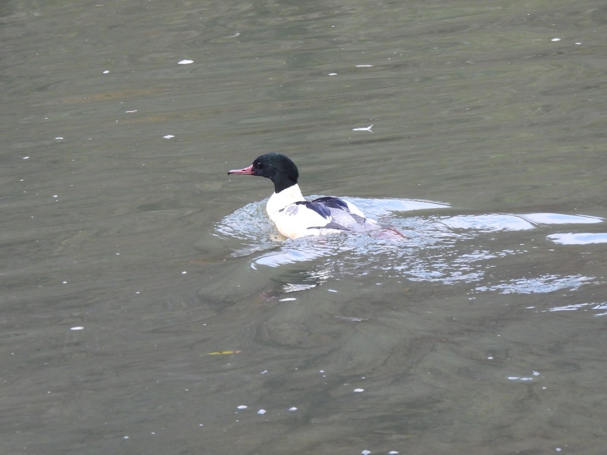 Common Merganser - ML645695055