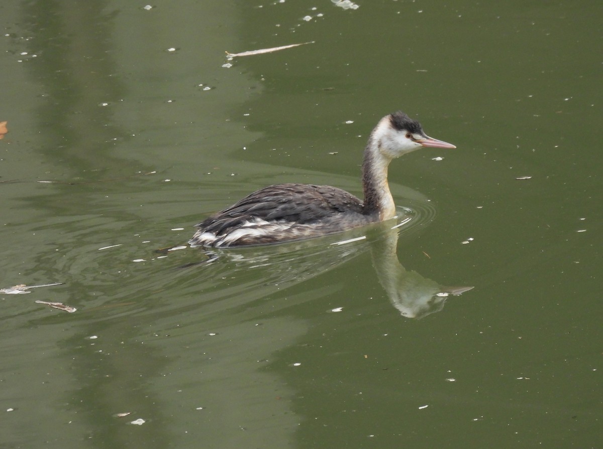 Great Crested Grebe - ML645695070