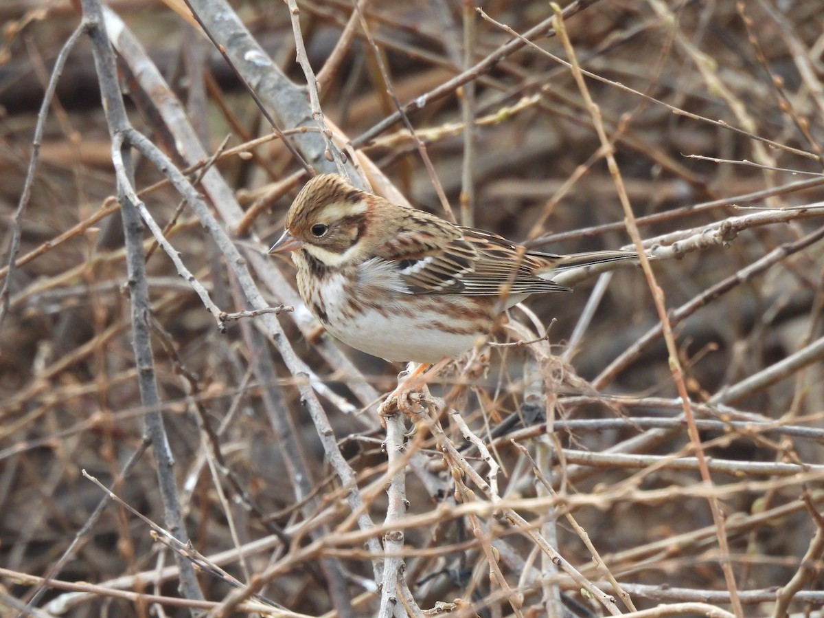 Rustic Bunting - ML645695074