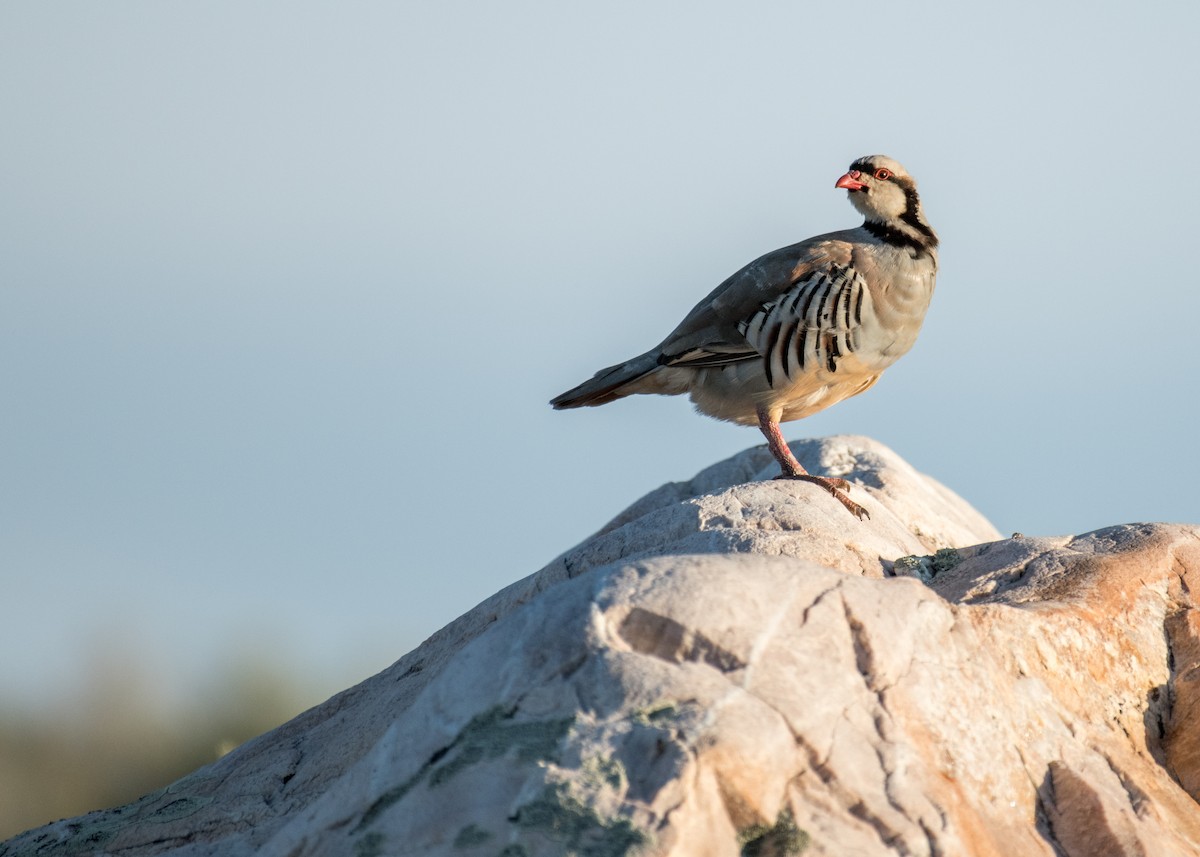 Coturnice orientale - ML645695081