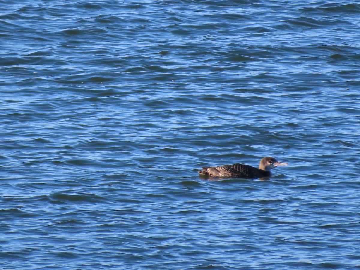 Common Loon - ML645695086