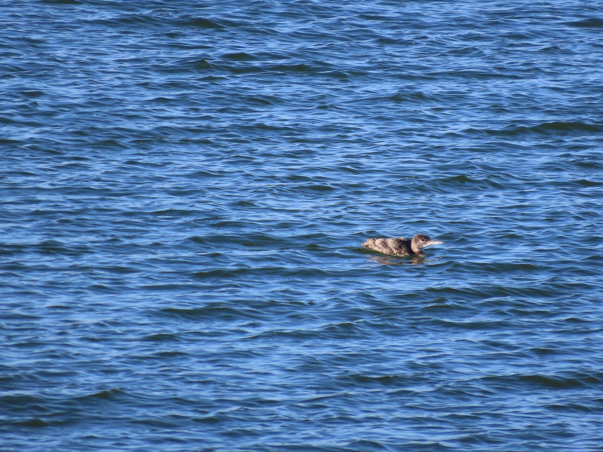 Common Loon - ML645695087