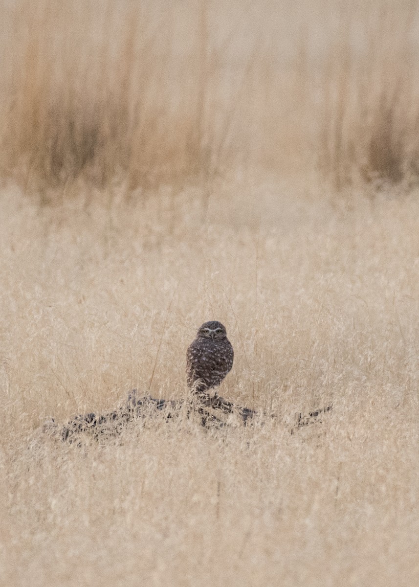 Burrowing Owl - ML645695089