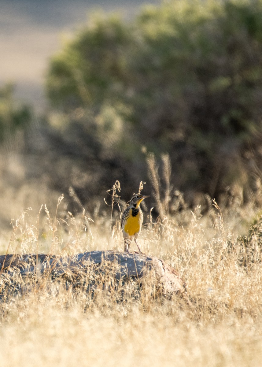 Western Meadowlark - ML645695093