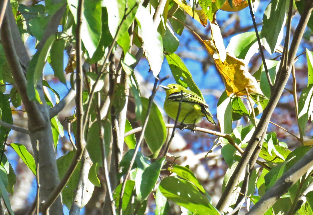 Common Iora - ML645695099