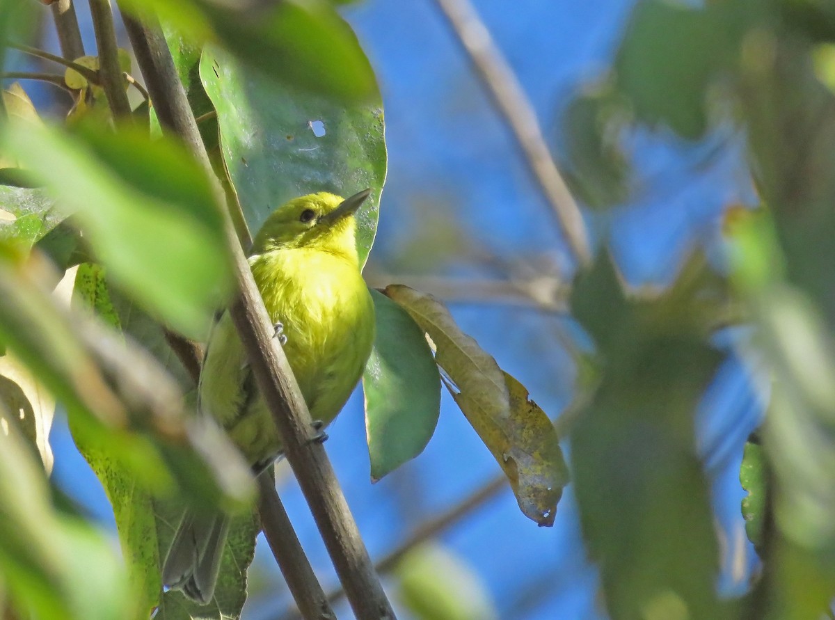 Common Iora - ML645695100