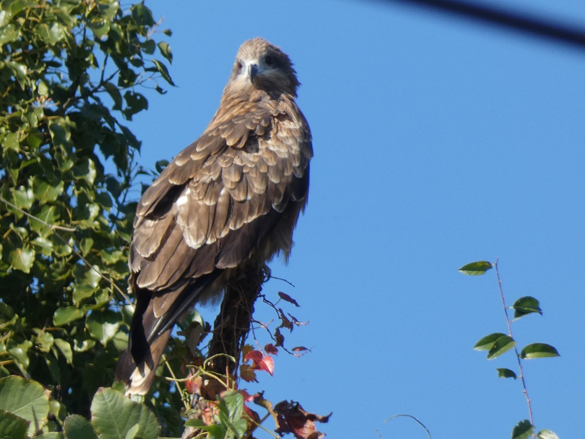 黑鳶(lineatus/formosanus) - ML645695101