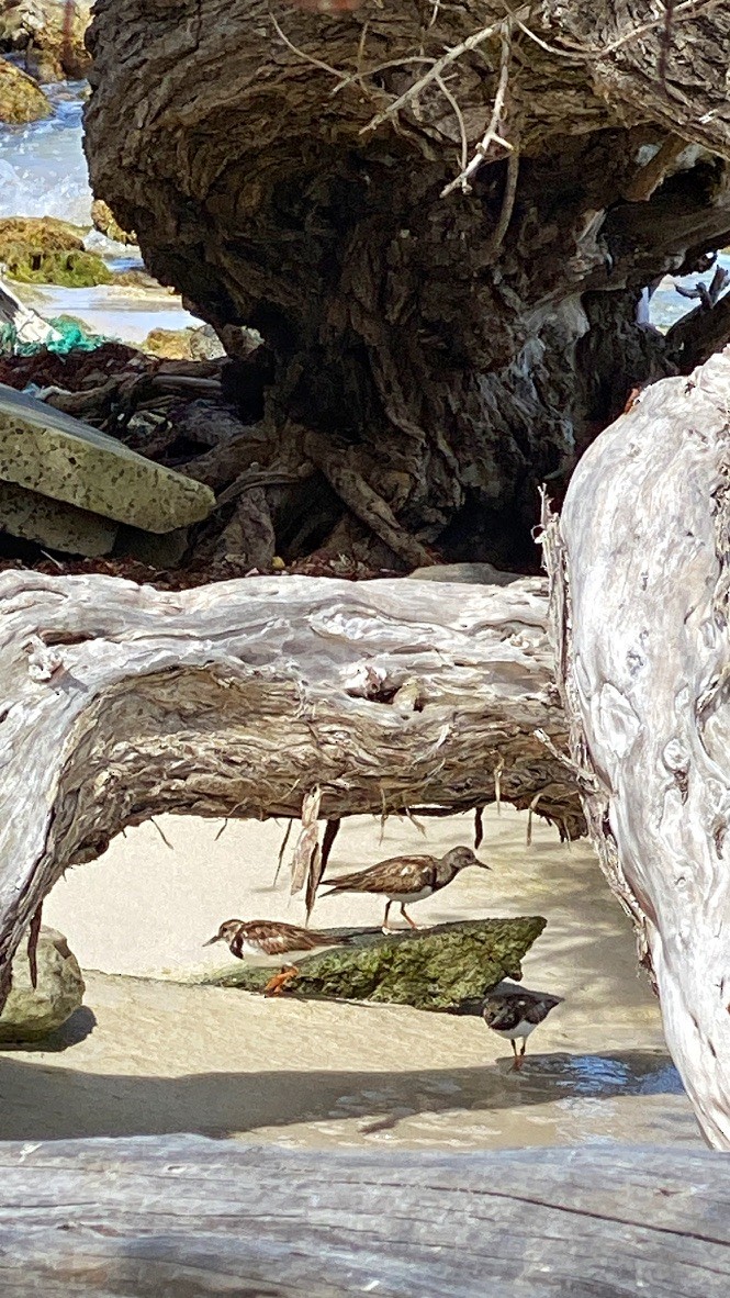 Ruddy Turnstone - ML645695103