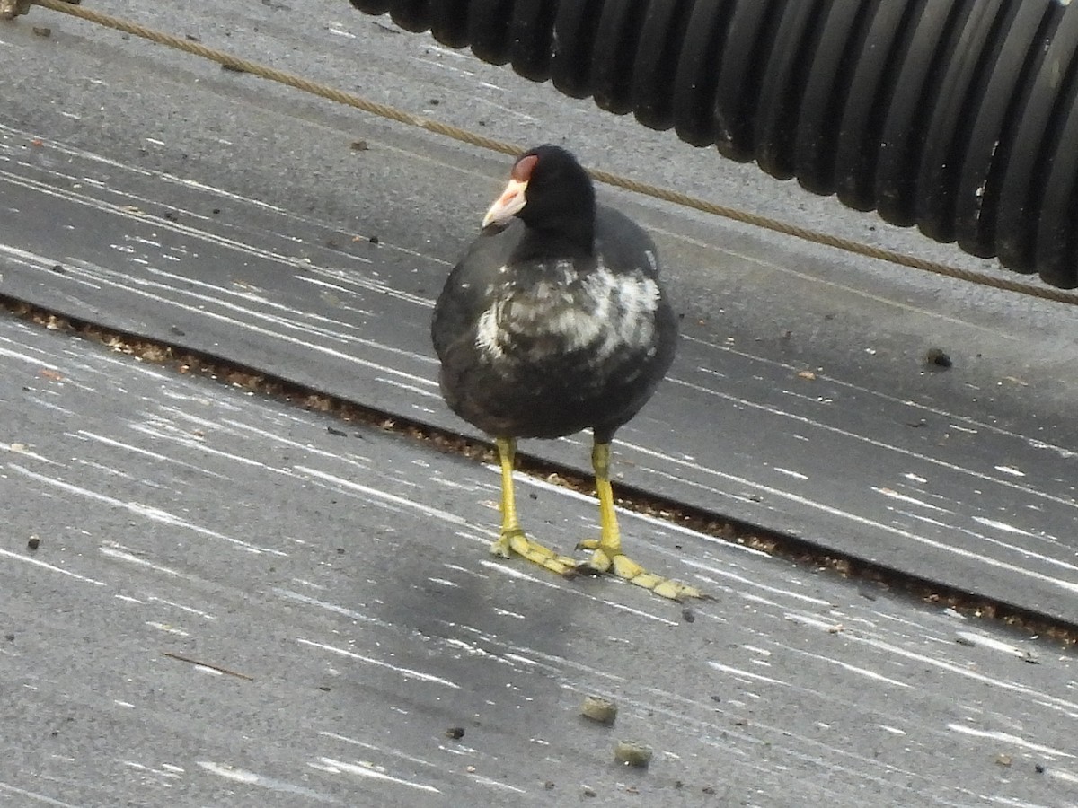 Hawaiian Coot (Red-shielded) - ML645695104