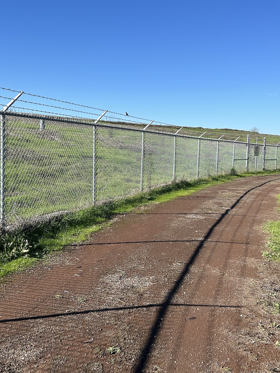 American Pipit - ML645695105