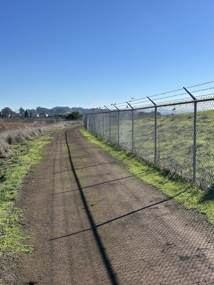 American Pipit - ML645695106