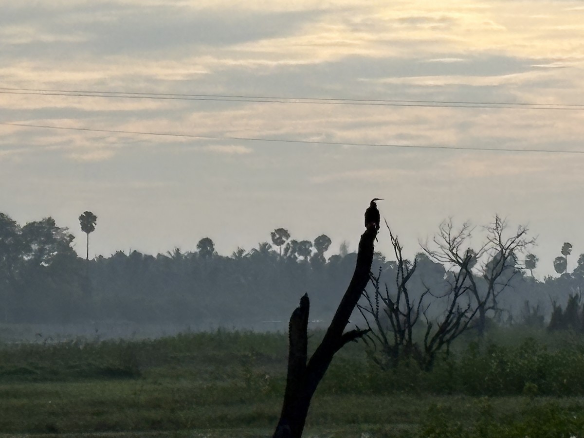 Oriental Darter - ML645695107