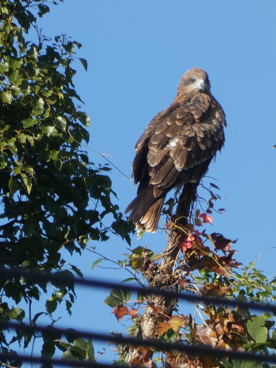 Black Kite (Black-eared) - ML645695108