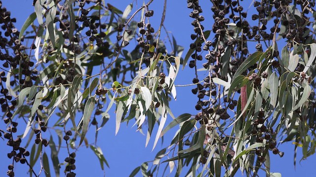 Gray-bellied Comet - ML645695110