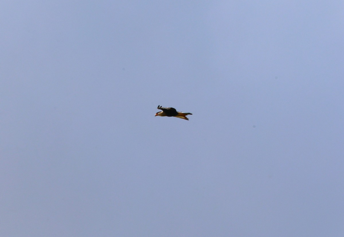 Crested Caracara - ML645695111