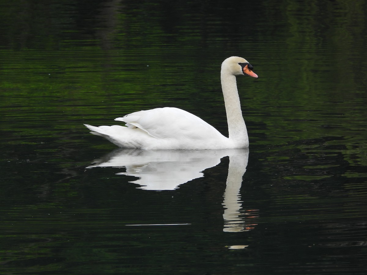 Mute Swan - ML645695113