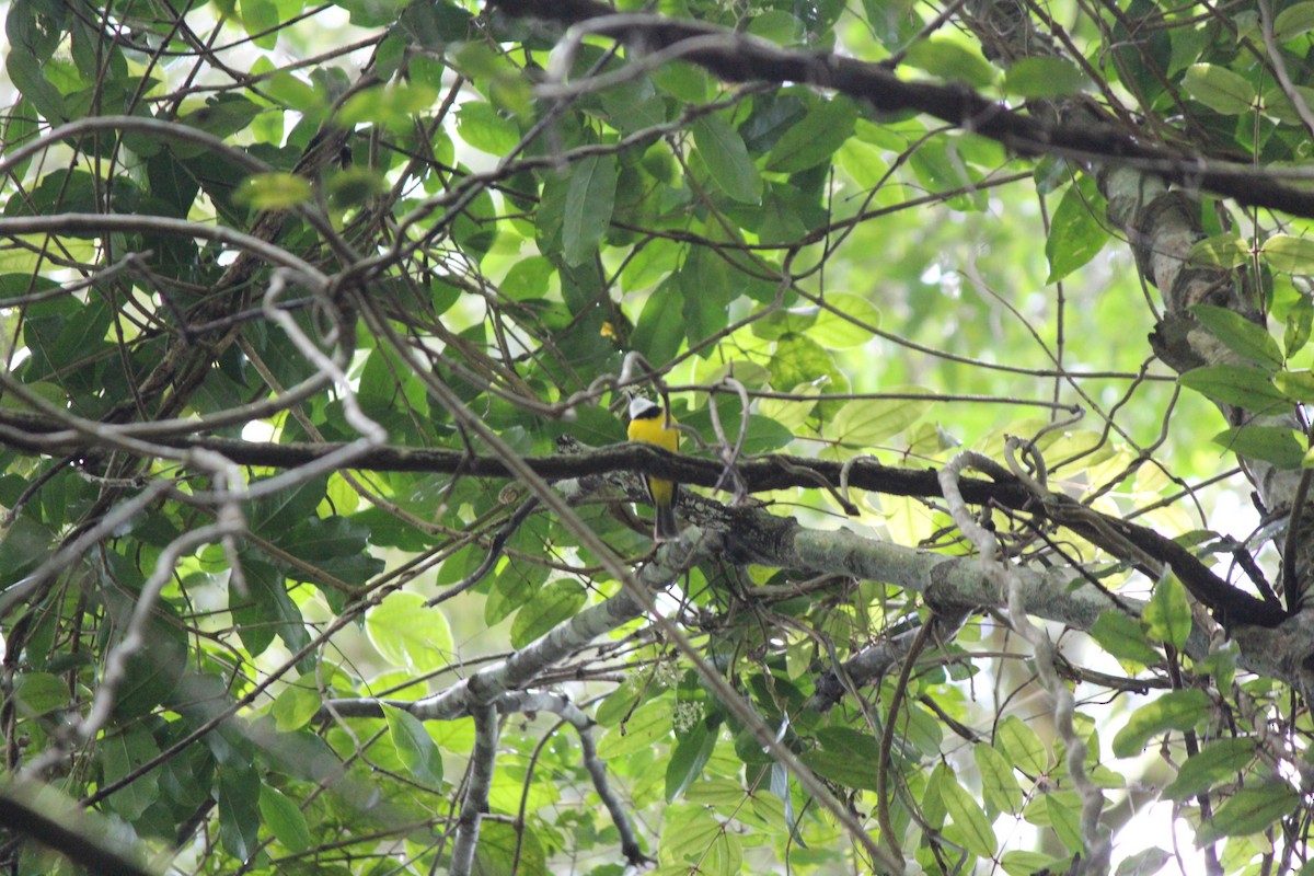 Golden Whistler - ML645695114