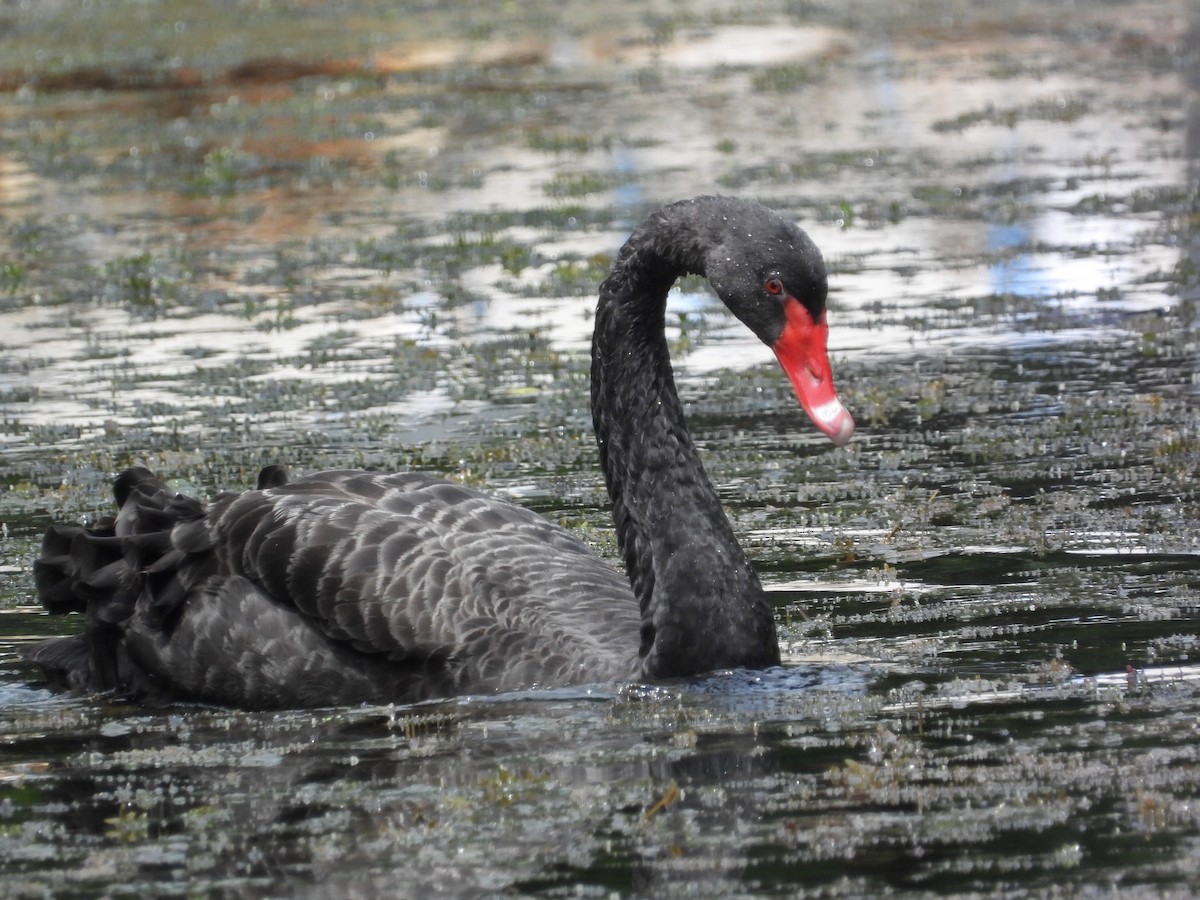 Black Swan - ML645695117