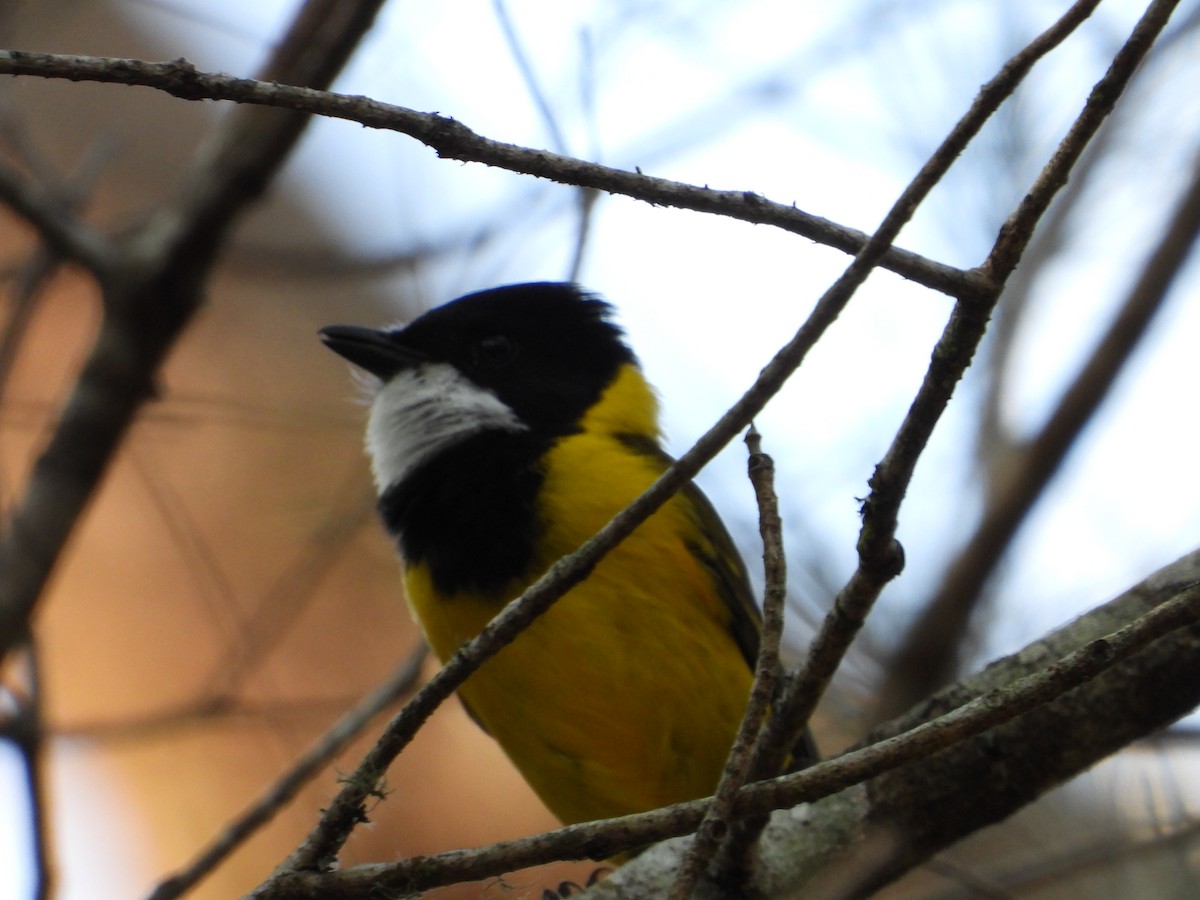 Golden Whistler - ML645695118