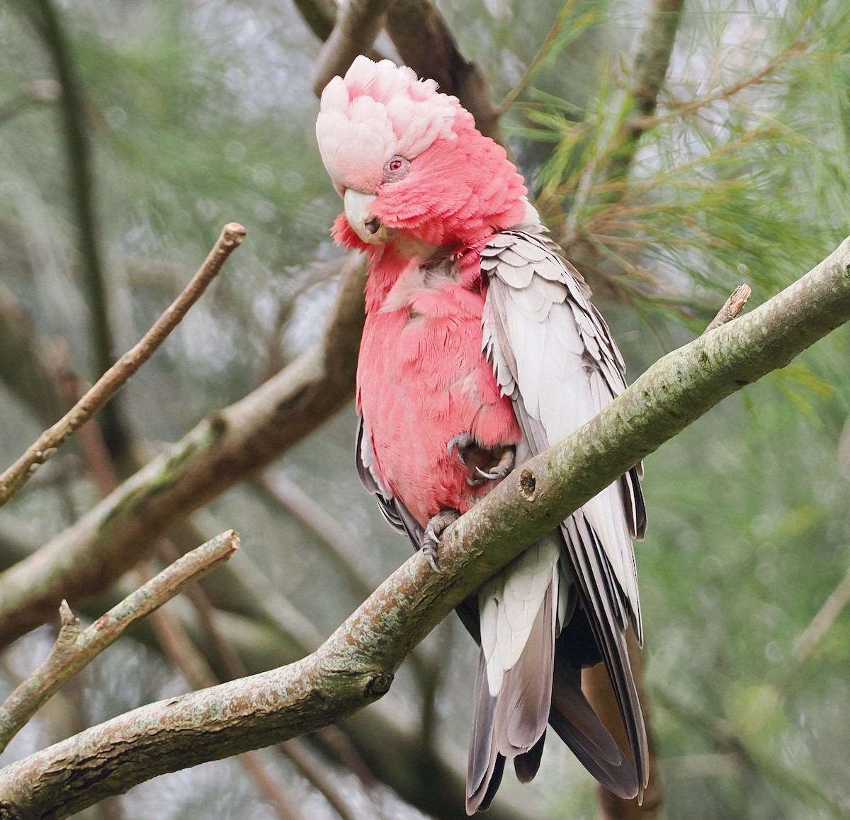 Galah - ML645695120