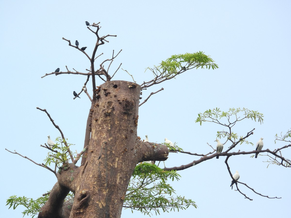 Pied Imperial-Pigeon - ML645695121