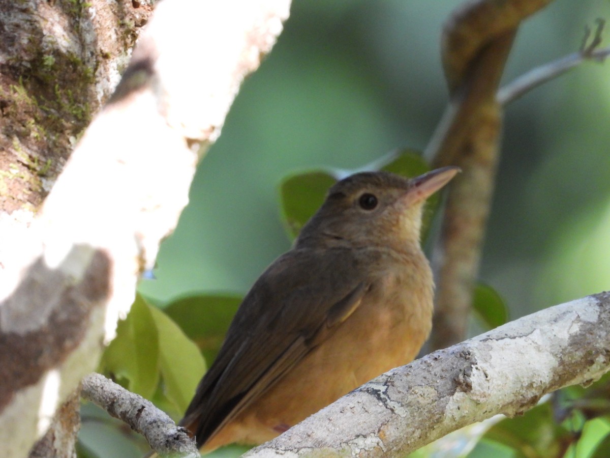 Little Shrikethrush - ML645695122