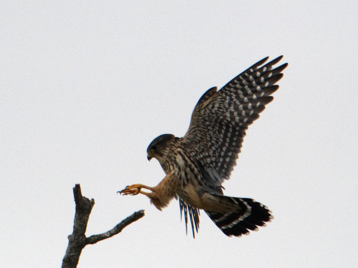 Merlin - ML645695123