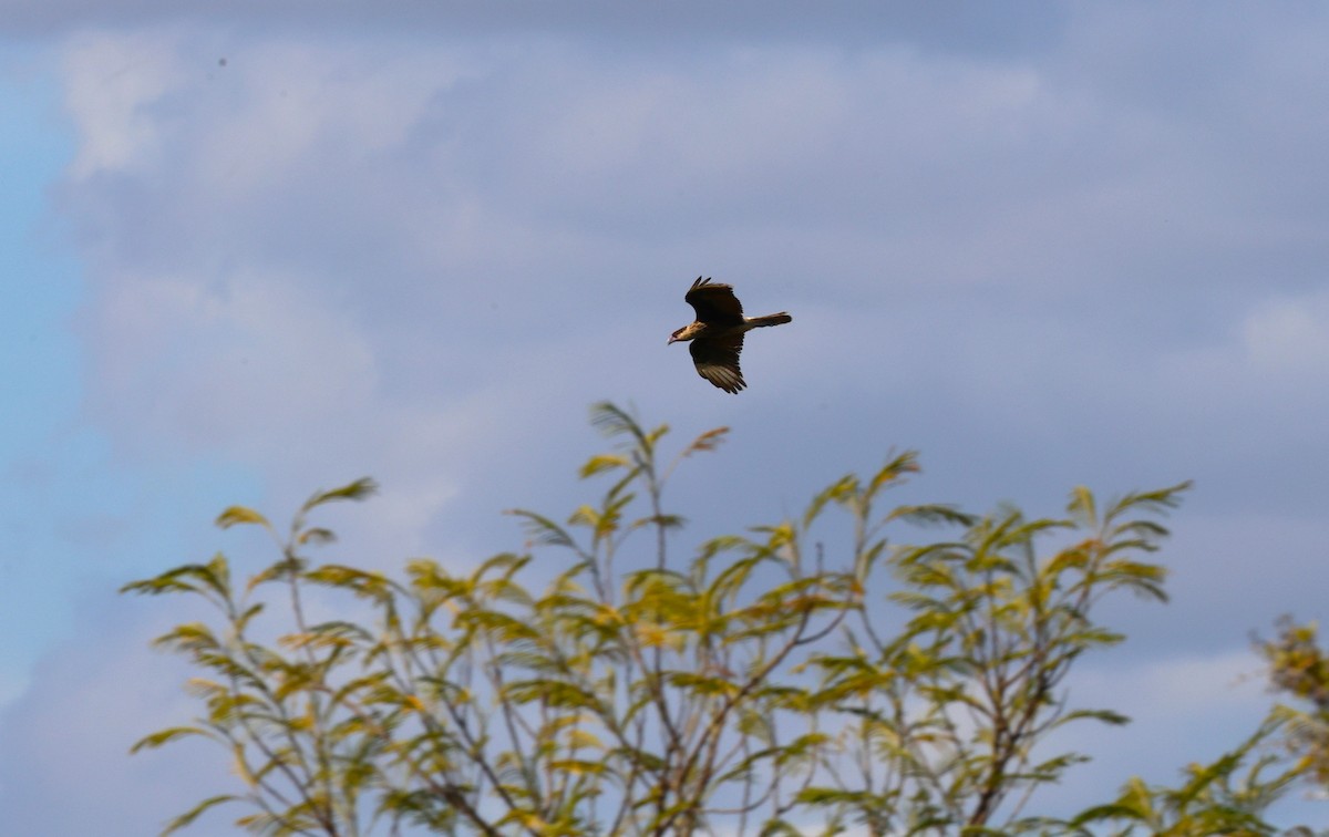 Crested Caracara - ML645695124