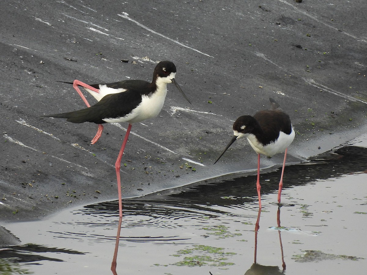 Black-necked Stilt (Hawaiian) - ML645695125