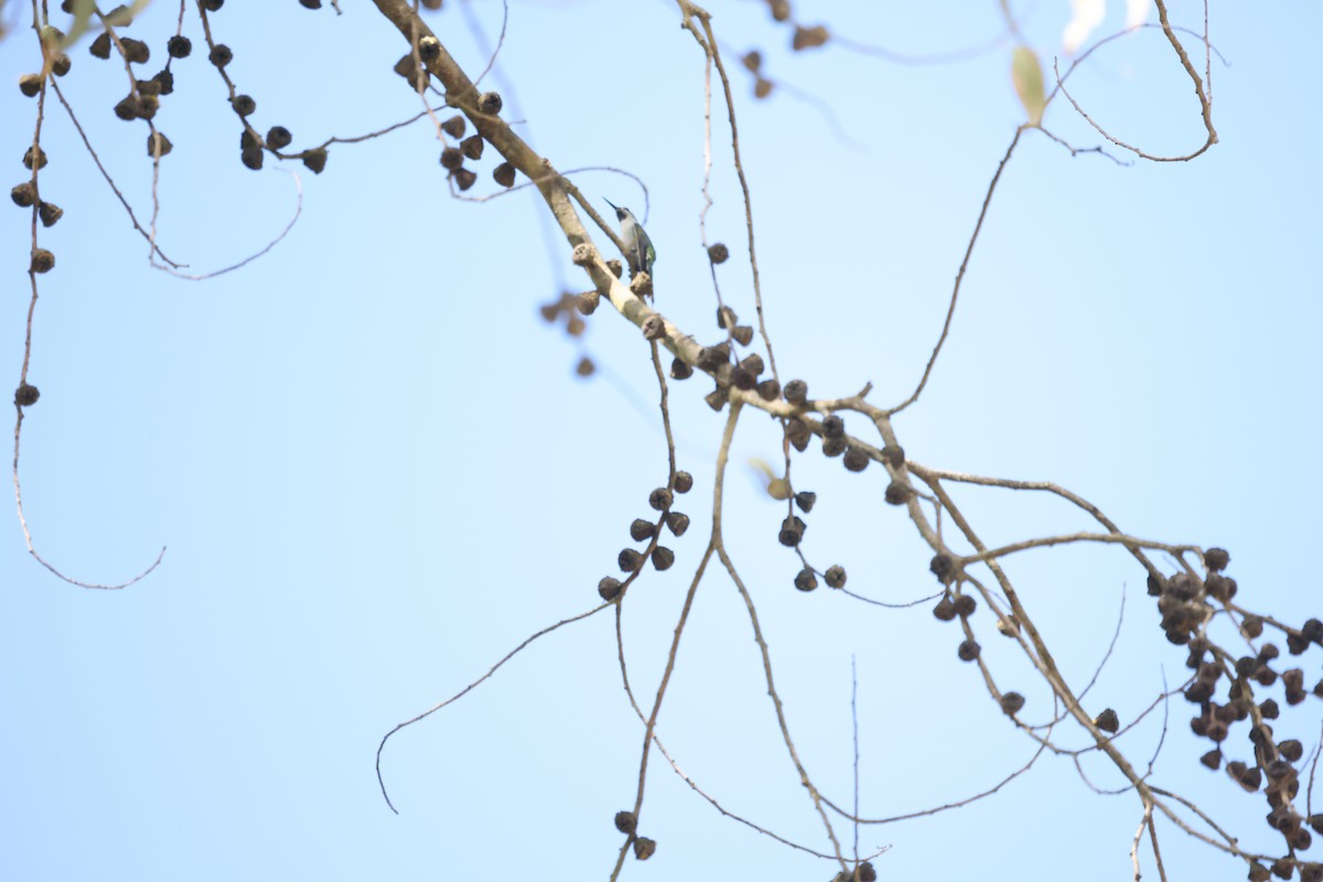 Gray-bellied Comet - ML645695126