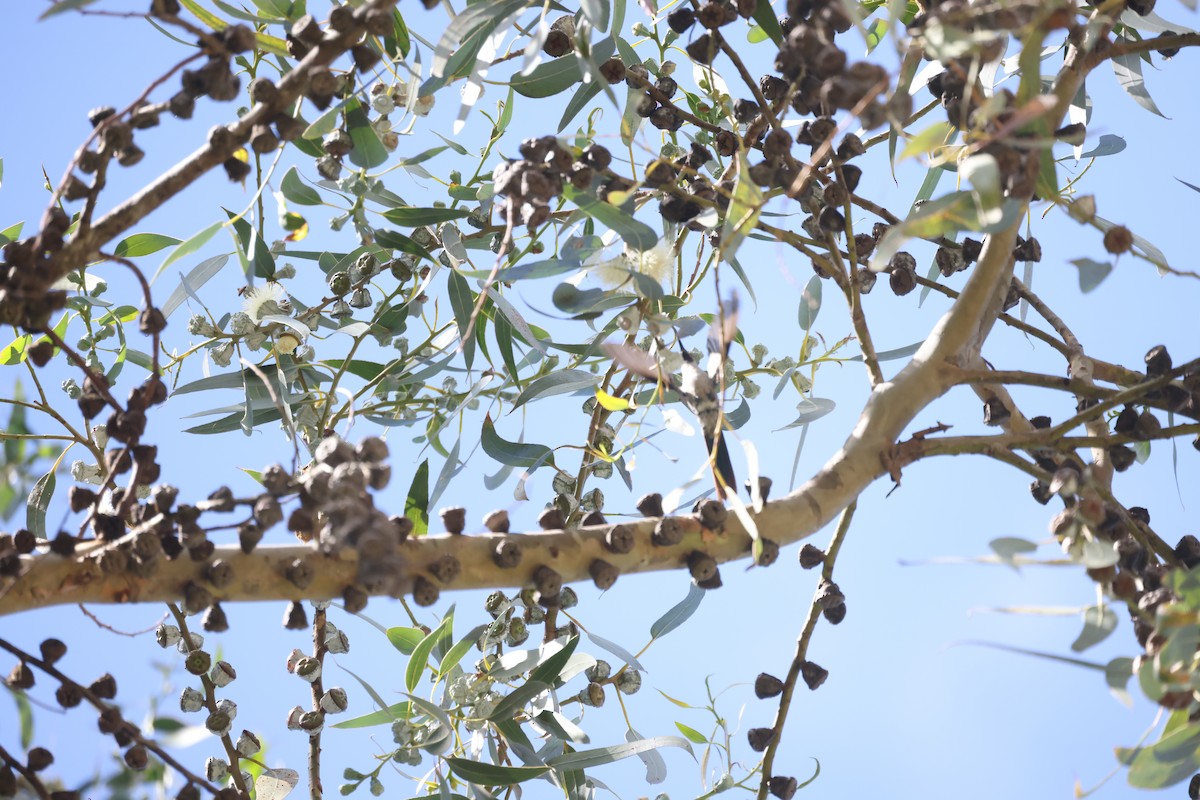 Gray-bellied Comet - ML645695127