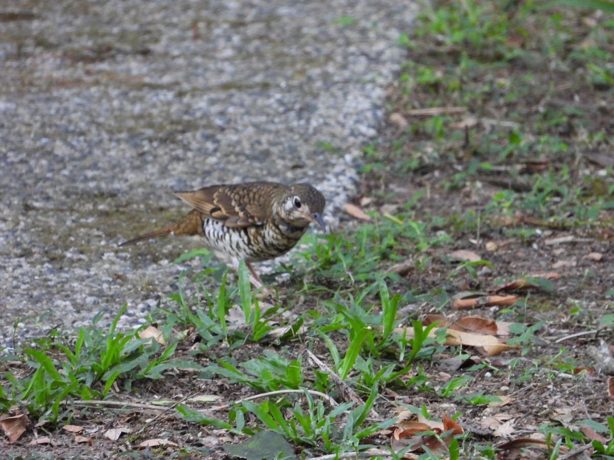 Russet-tailed Thrush - ML645695128