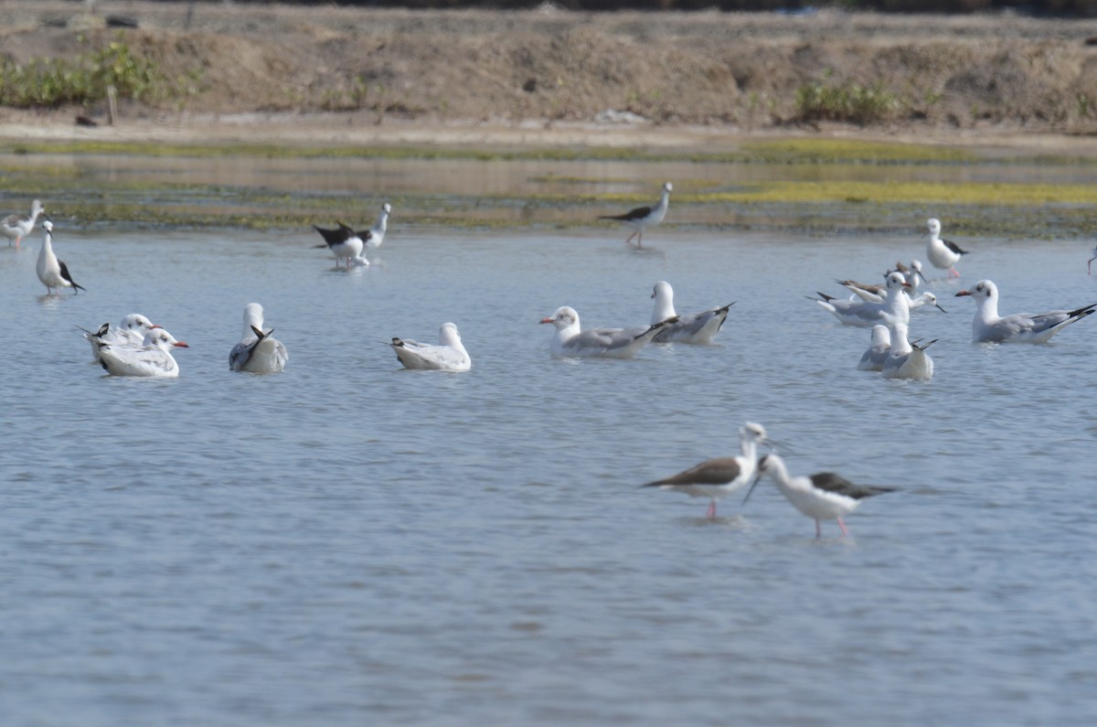 Brown-headed Gull - ML645695129