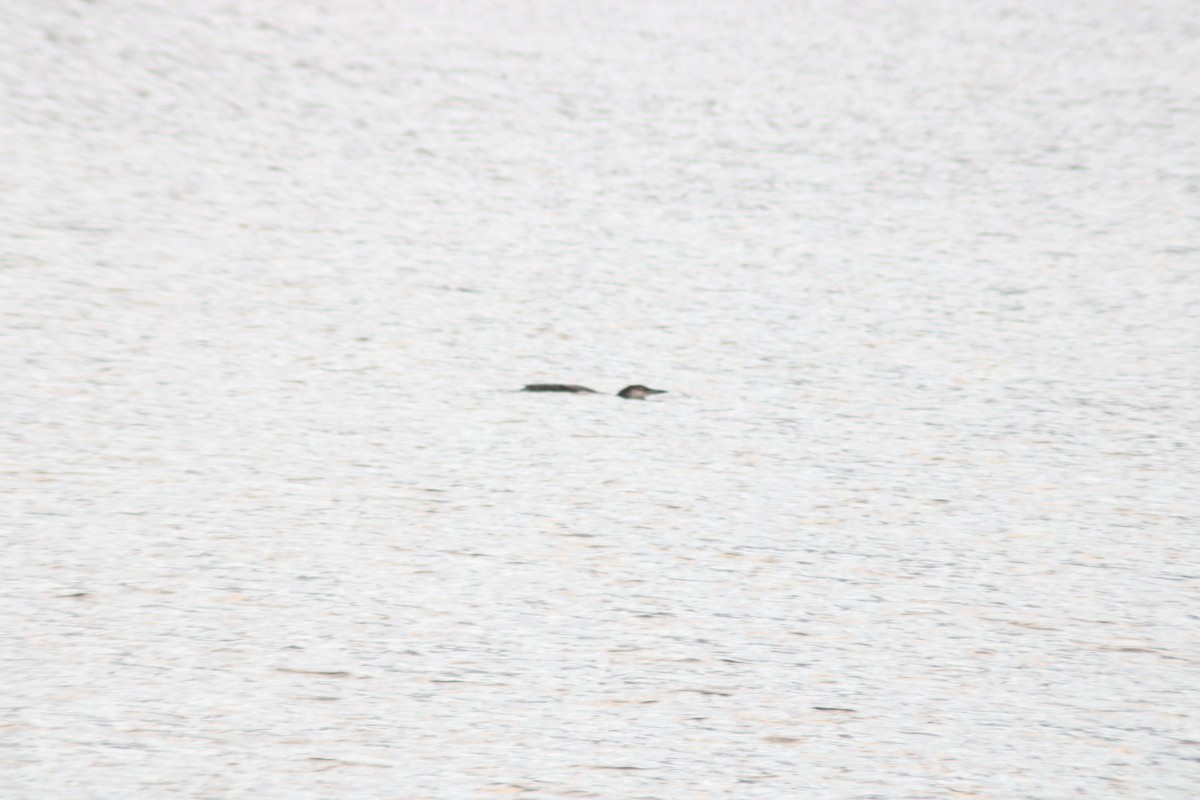 Common Loon - ML645695130