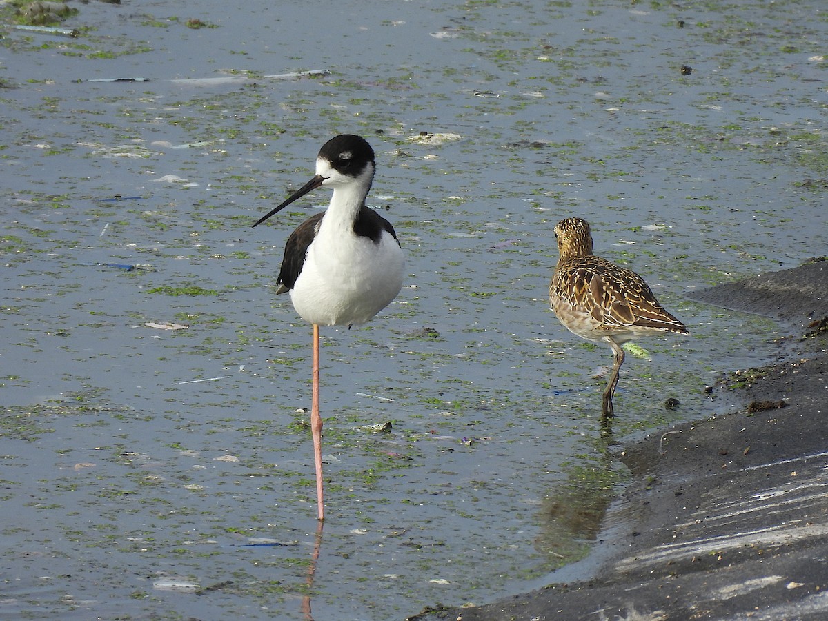Black-necked Stilt (Hawaiian) - ML645695132