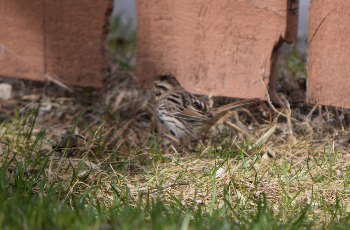Song Sparrow - ML645695133