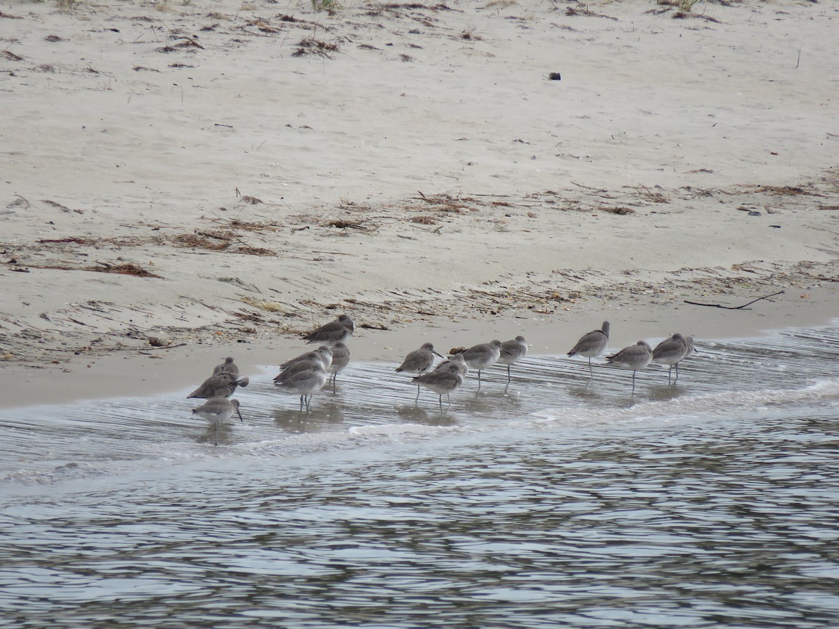 Willet - ML645695134