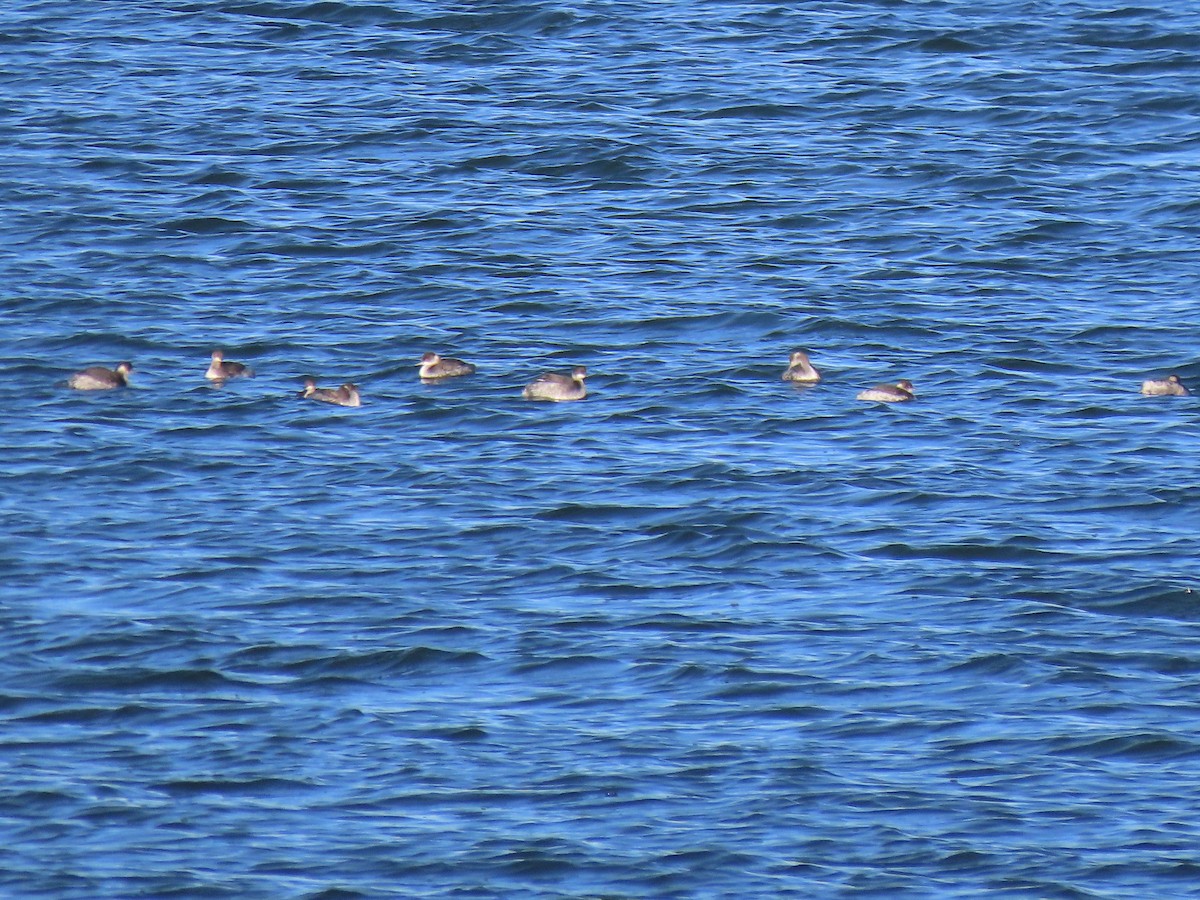 黑頸鸊鷉 - ML645695141