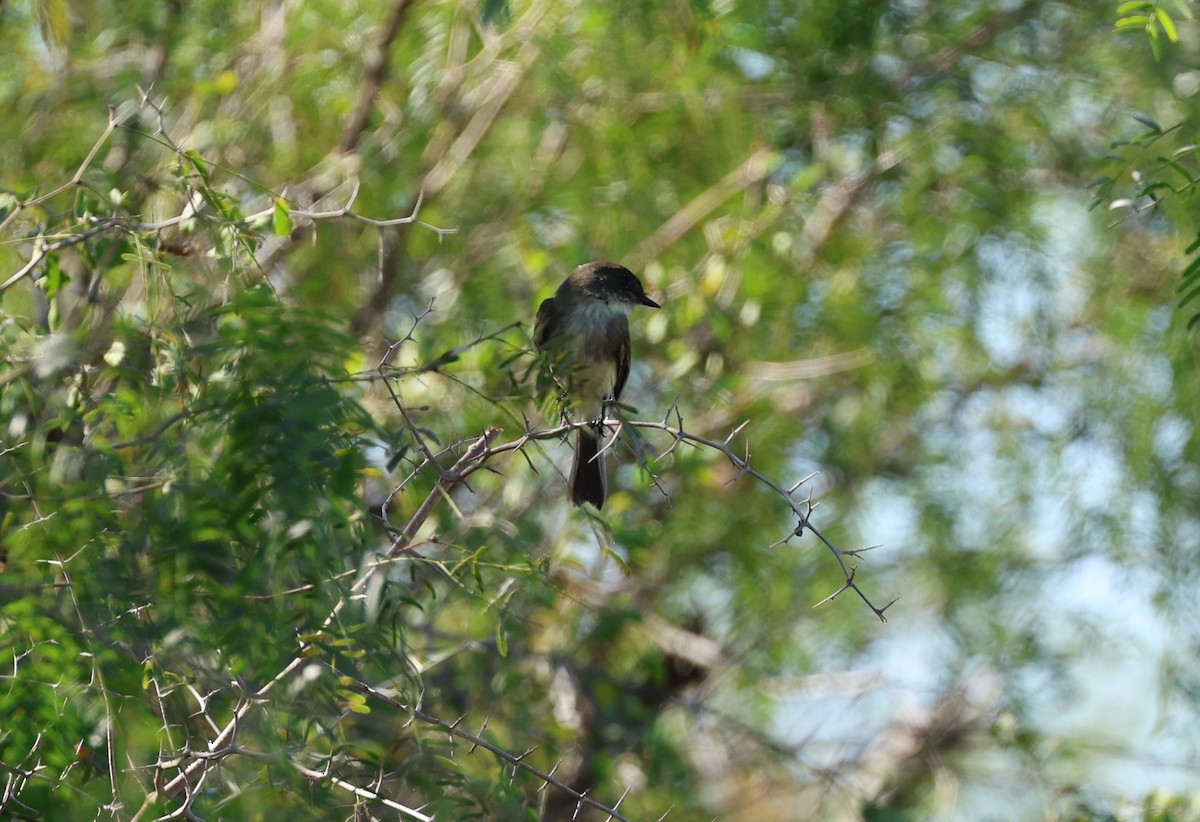 Eastern Phoebe - ML645695142