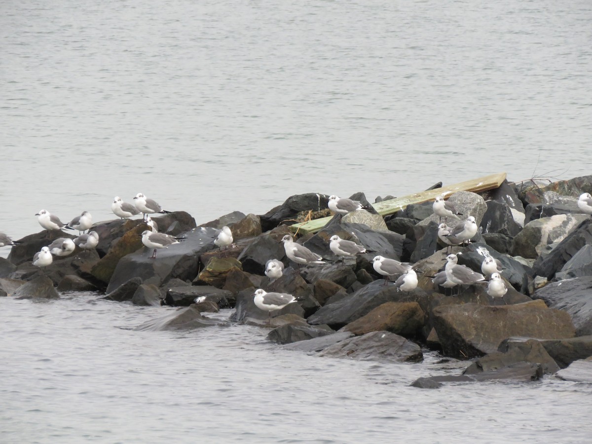 ワライカモメ - ML645695146