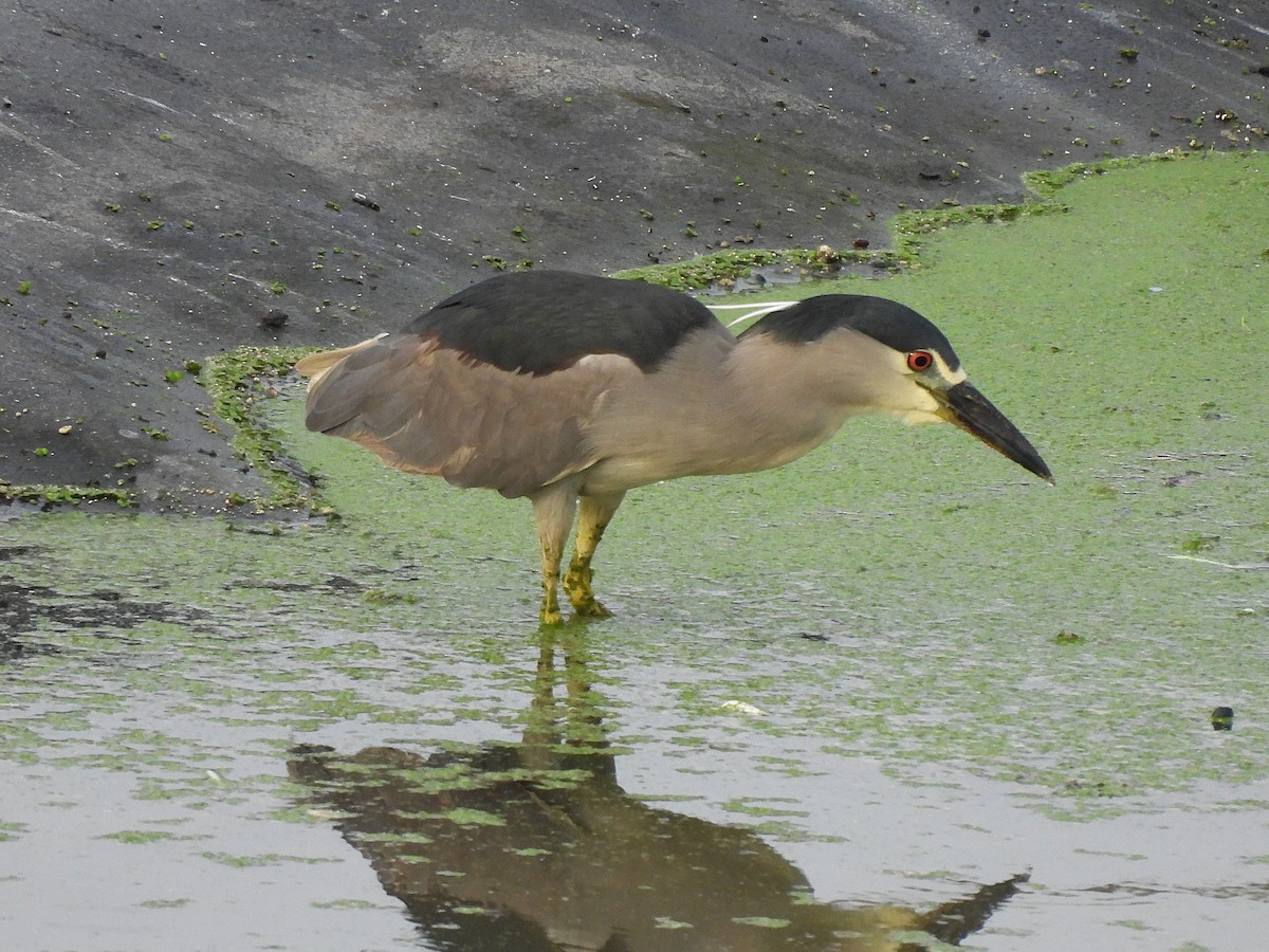 Black-crowned Night Heron - ML645695150