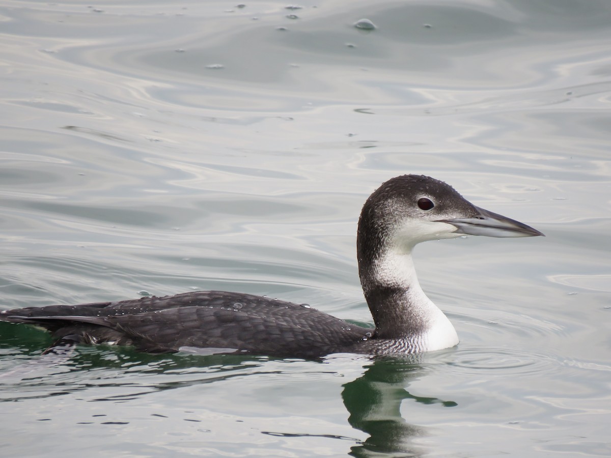 ハシグロアビ - ML645695153